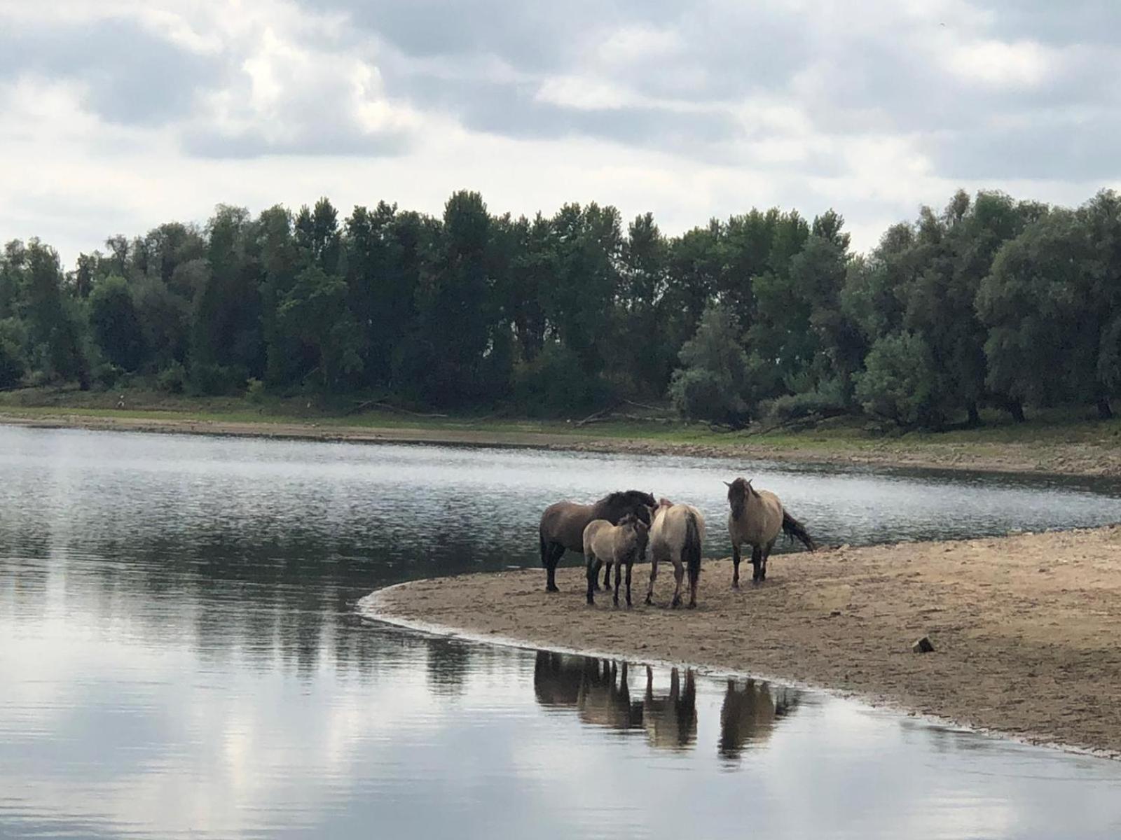 De Hazelaarshof Luxe Glampingtent Bij Natuurgebied De Millingerwaard Kekerdom Kültér fotó